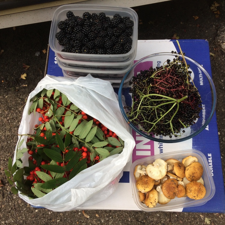 Fruits of a Recent Forage!